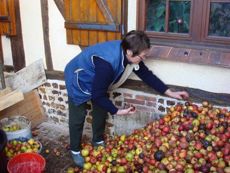 Triage de pommes par ma voisine Hélène
