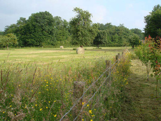 Balles de foin terminées