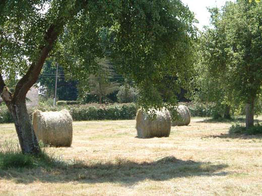 Sympa les balles