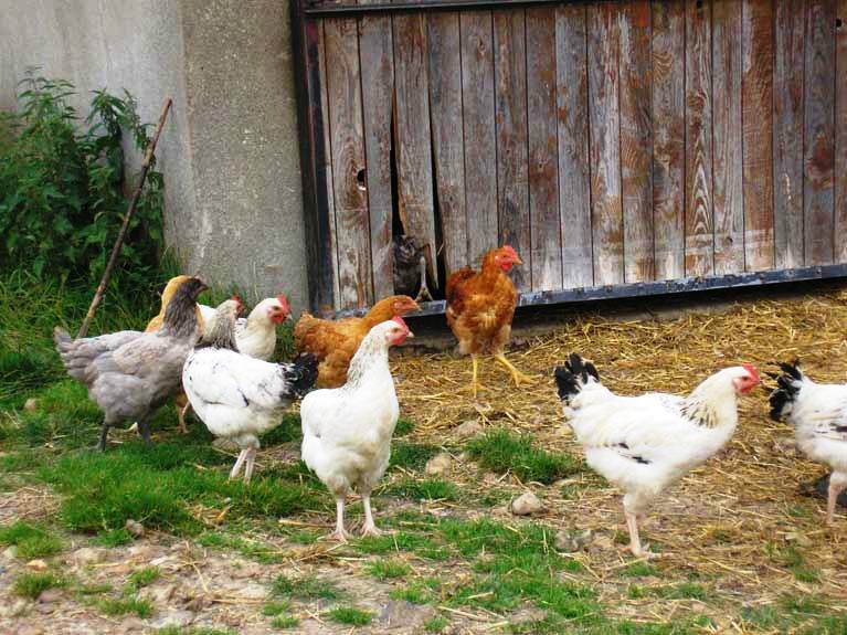 Les animaux de la ferme
