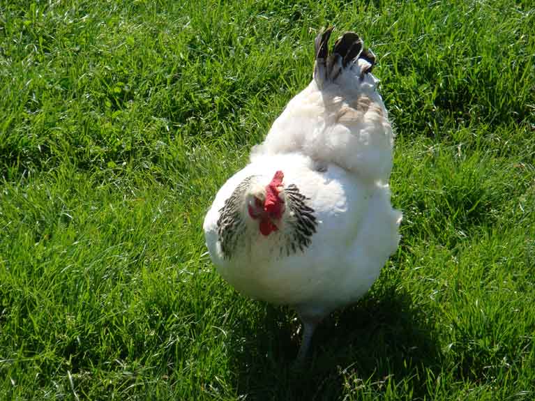 Les animaux de la ferme