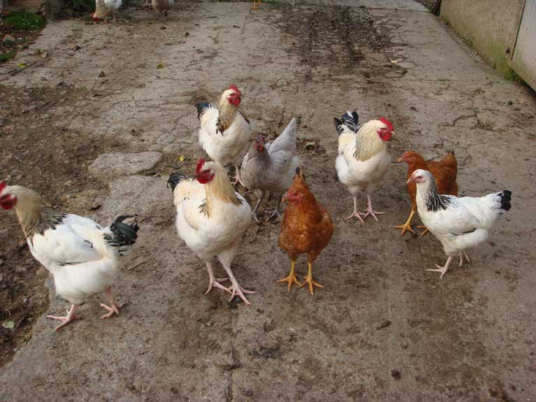 Les animaux de la ferme