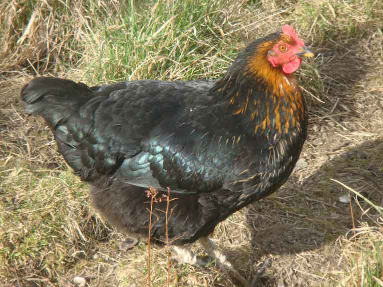 Les animaux de la ferme