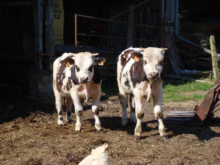 Les animaux de la ferme