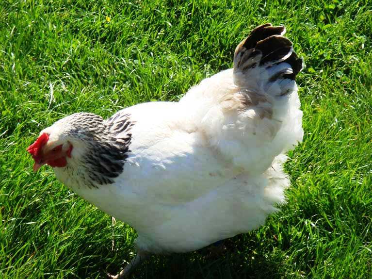Les animaux de la ferme