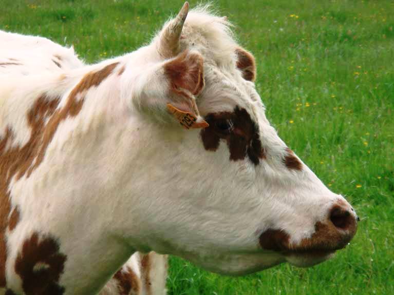 Les animaux de la ferme