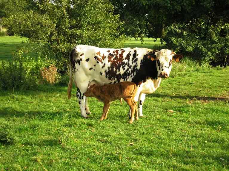 Les animaux de la ferme