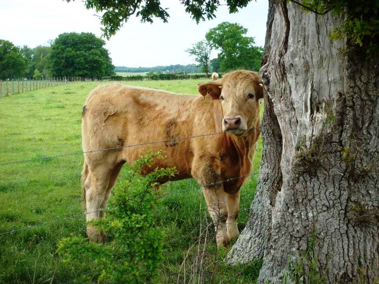 Les animaux de la ferme