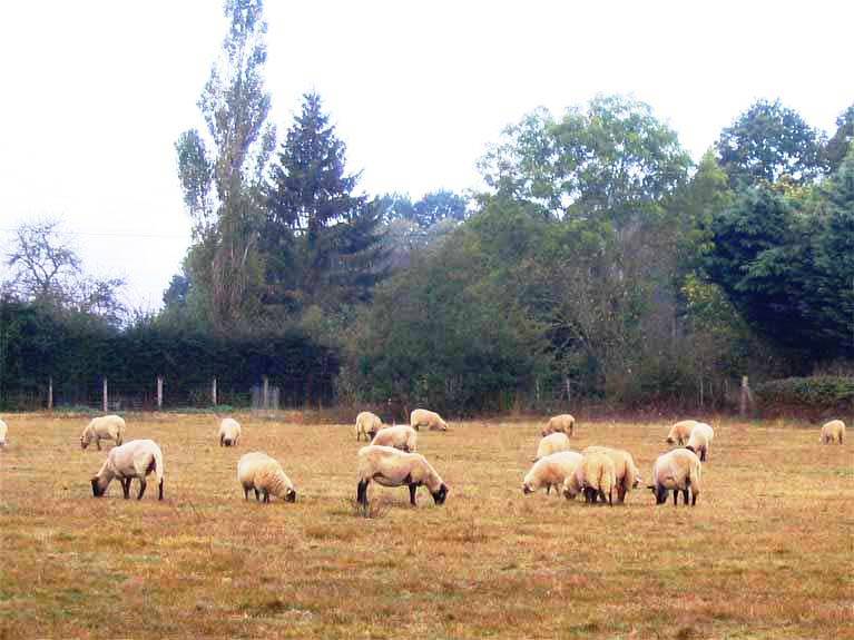 Les animaux de la ferme