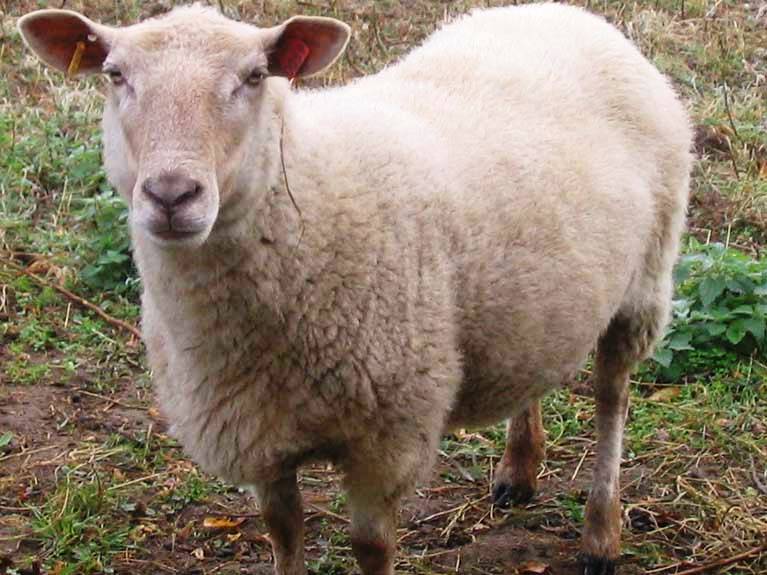 Les animaux de la ferme