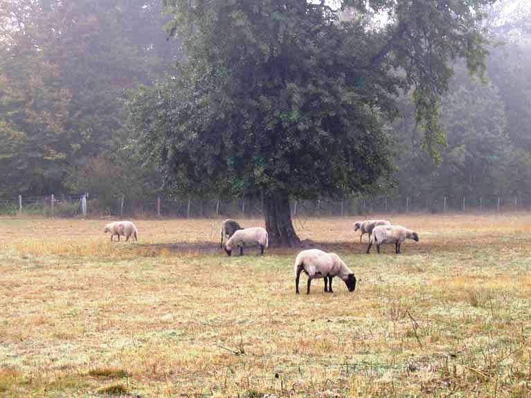 Les animaux de la ferme