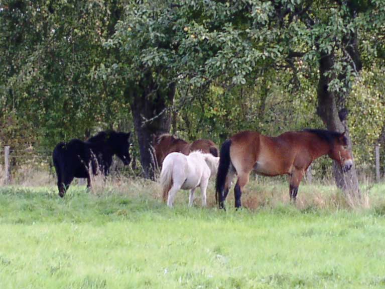 Les animaux de la ferme