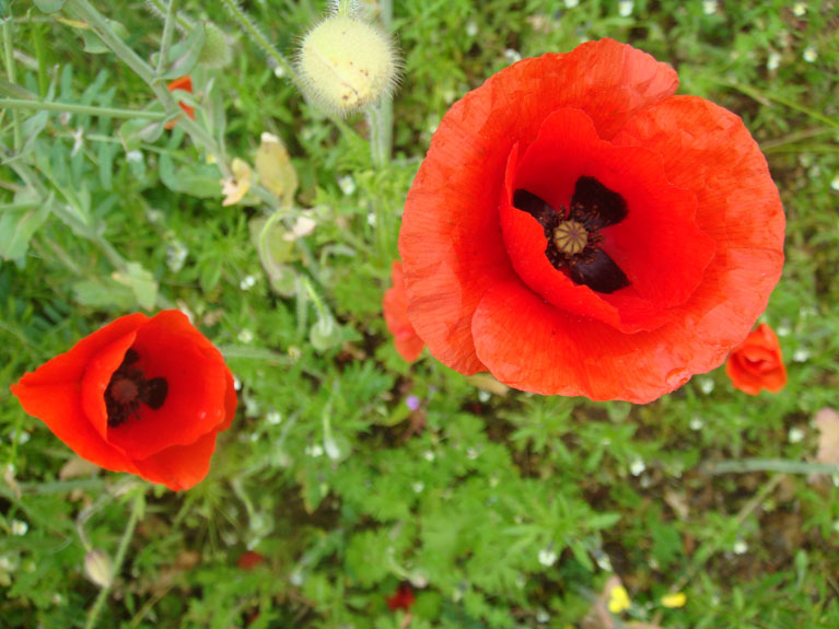 Les fleurs de notre jardin en Normandie
