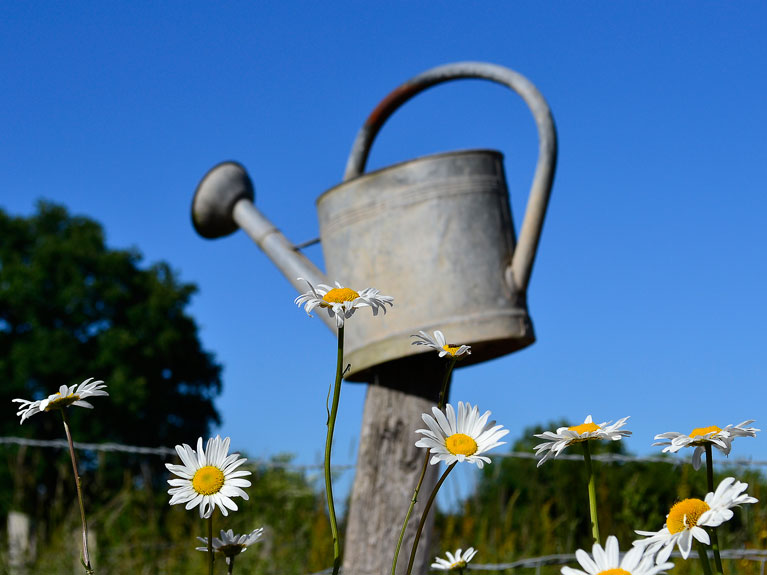 Feurs du jardin