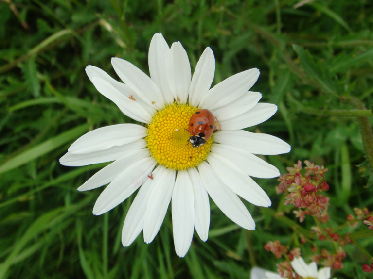 Les fleurs de notre jardin en Normandie