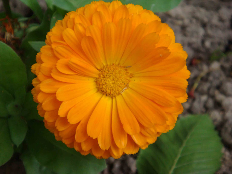 Les fleurs de notre jardin en Normandie