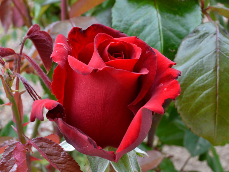 Les fleurs de notre jardin en Normandie