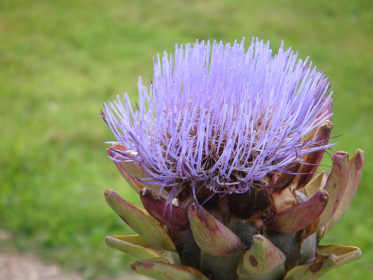Les fleurs de notre jardin en Normandie
