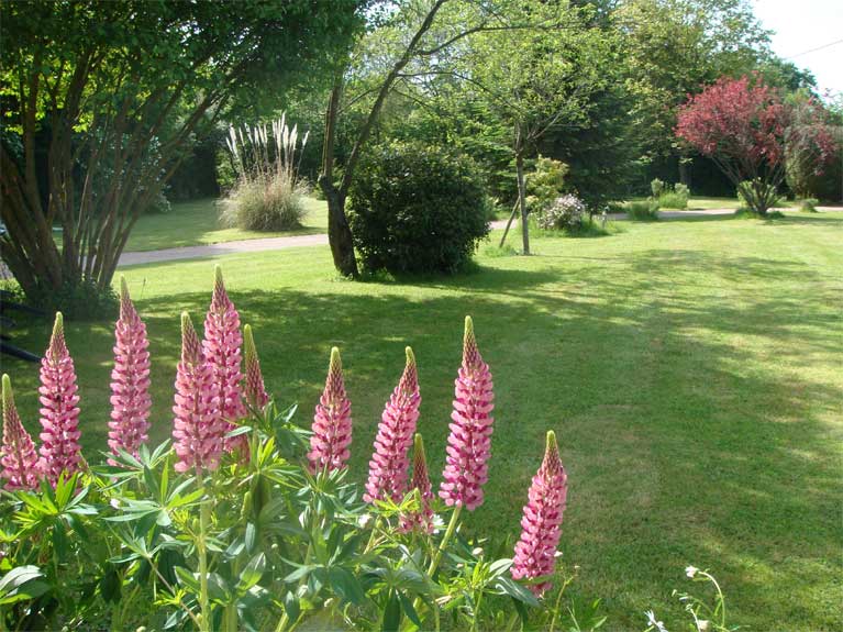 Les fleurs de notre jardin en Normandie
