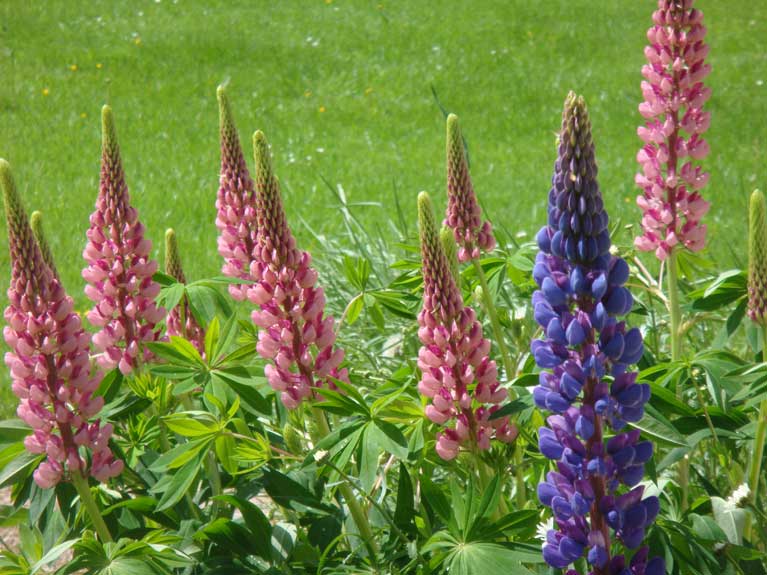 Les fleurs de notre jardin en Normandie