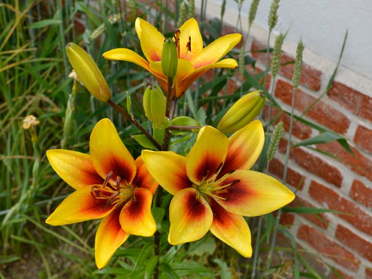 Les fleurs de notre jardin en Normandie