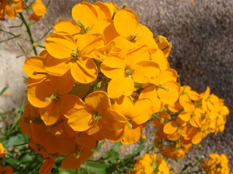 Les fleurs de notre jardin en Normandie