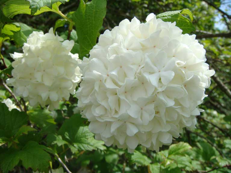 Les fleurs de notre jardin en Normandie