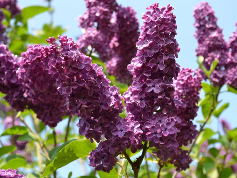Les fleurs de notre jardin en Normandie