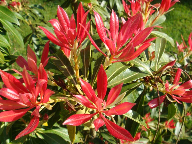 Les fleurs de notre jardin en Normandie