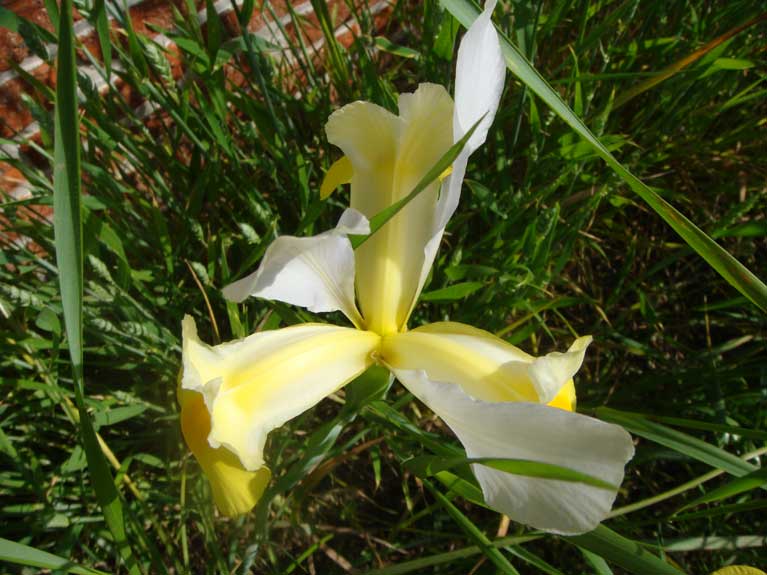 Les fleurs de notre jardin en Normandie