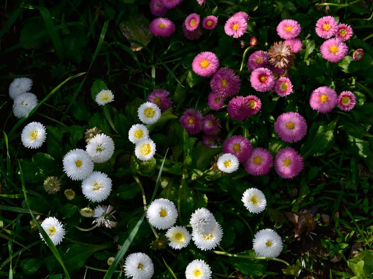 Les fleurs de notre jardin en Normandie