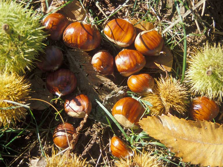 La nature en automne