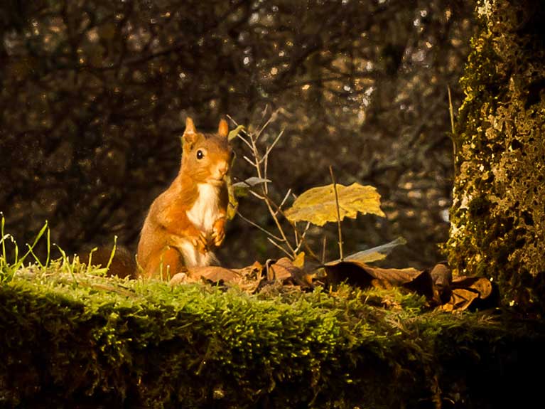 La nature en automne