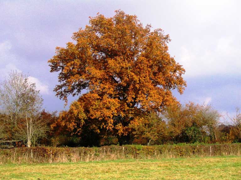 La nature en automne