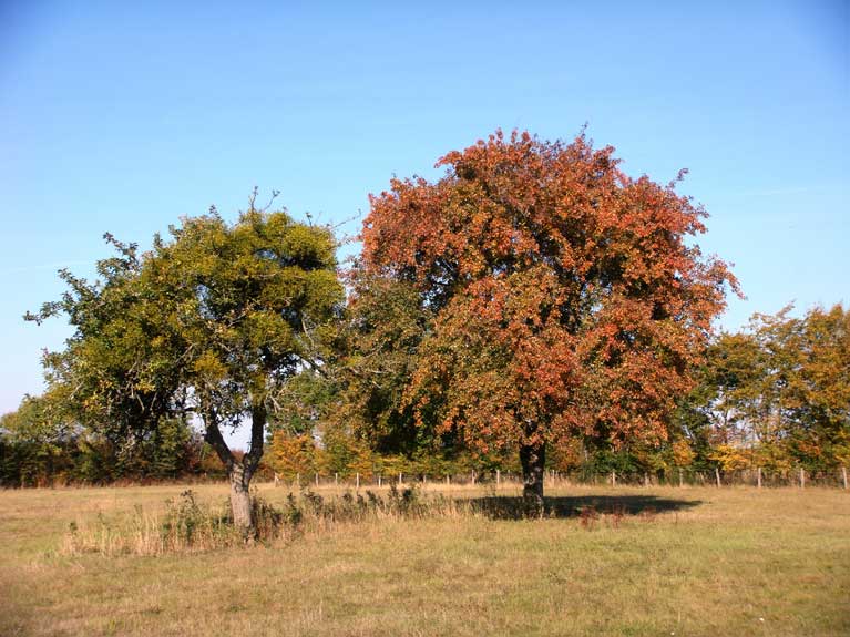 La nature en automne