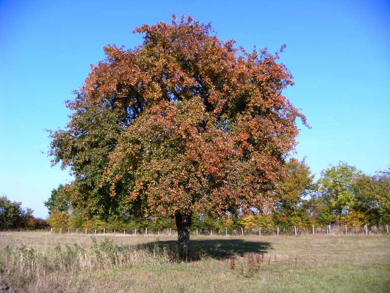 La nature en automne