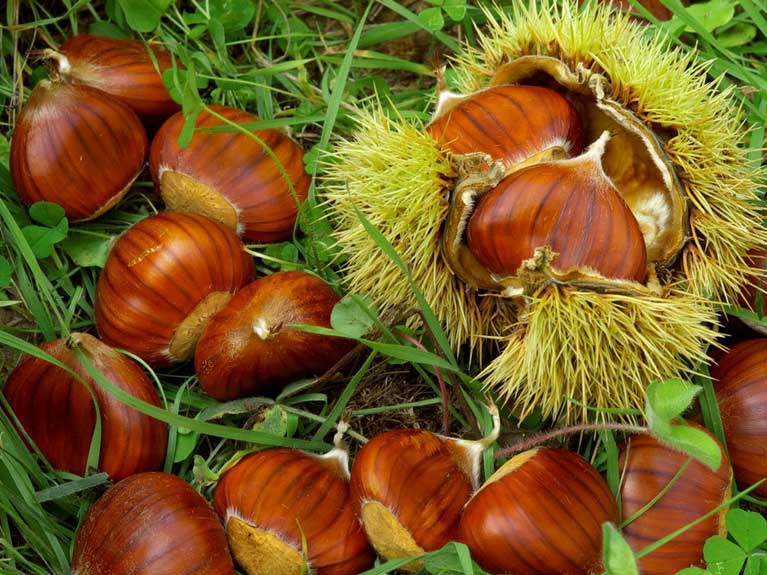 La nature en automne
