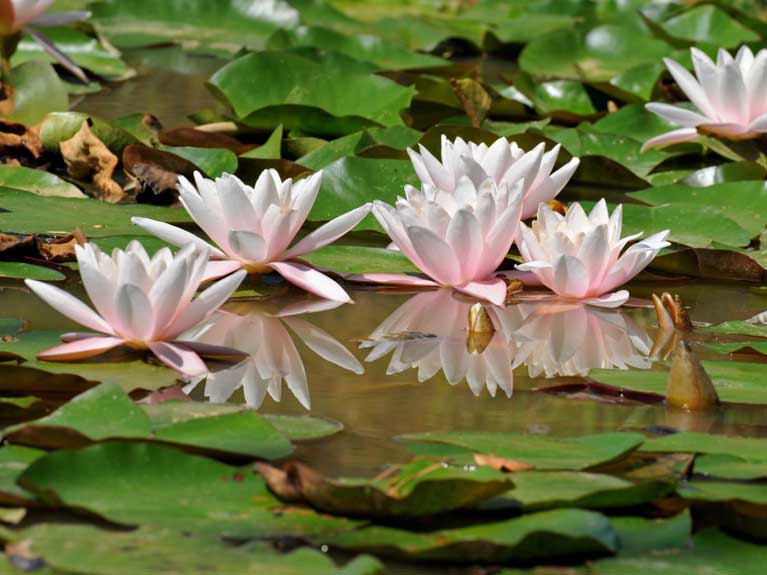 La nature en été