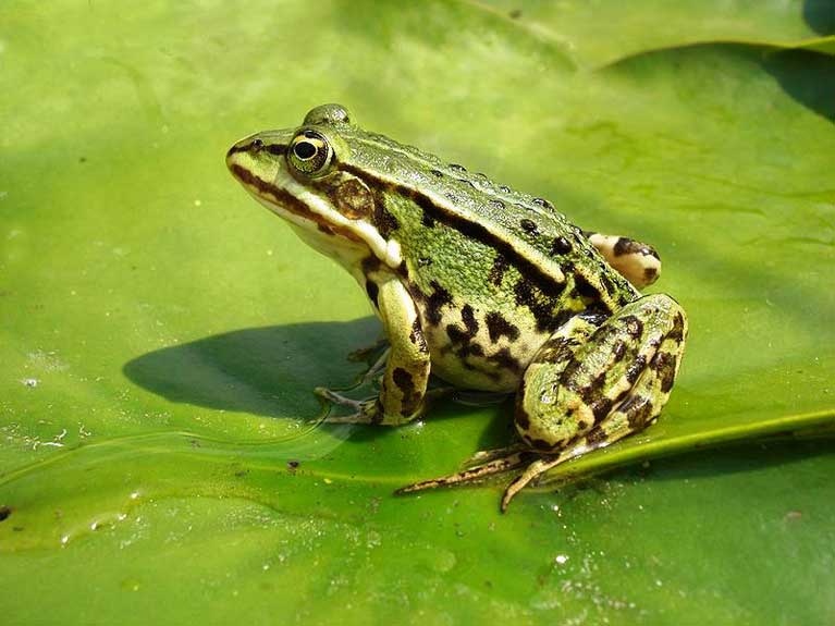 La nature en été