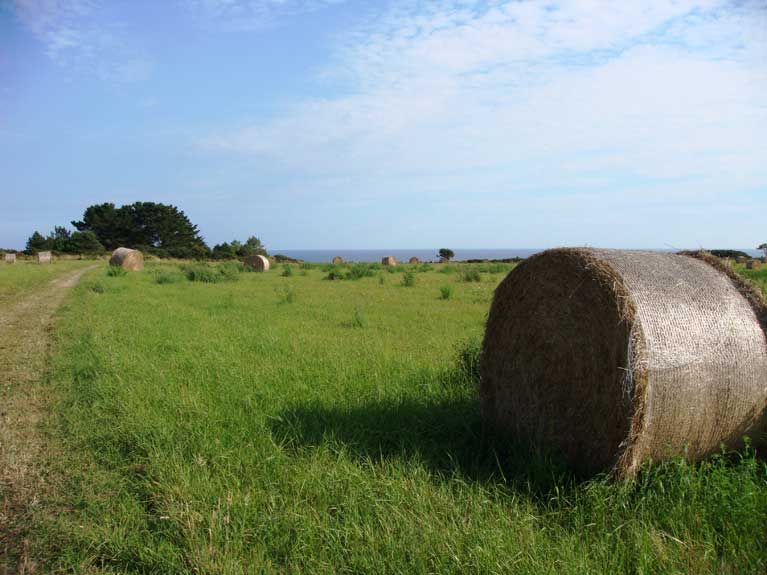 La nature en été