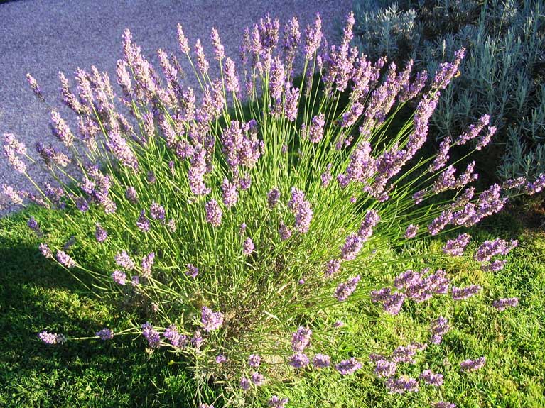 La nature en été