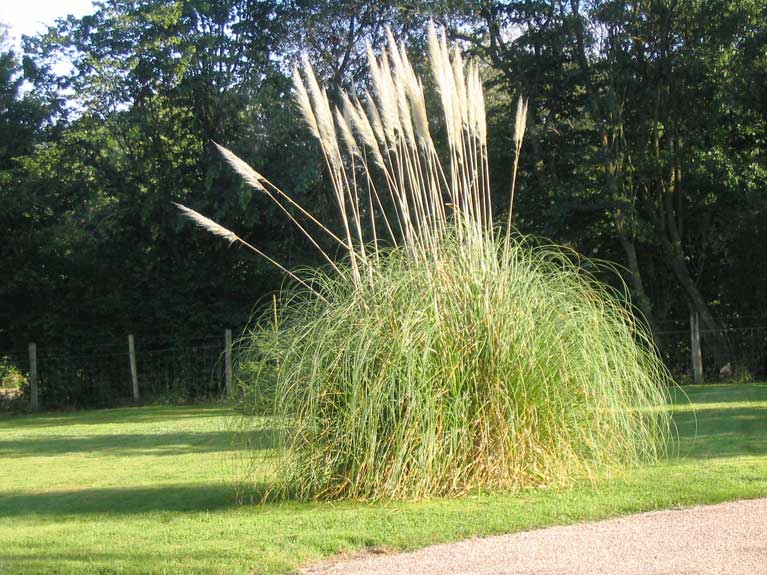 La nature en été