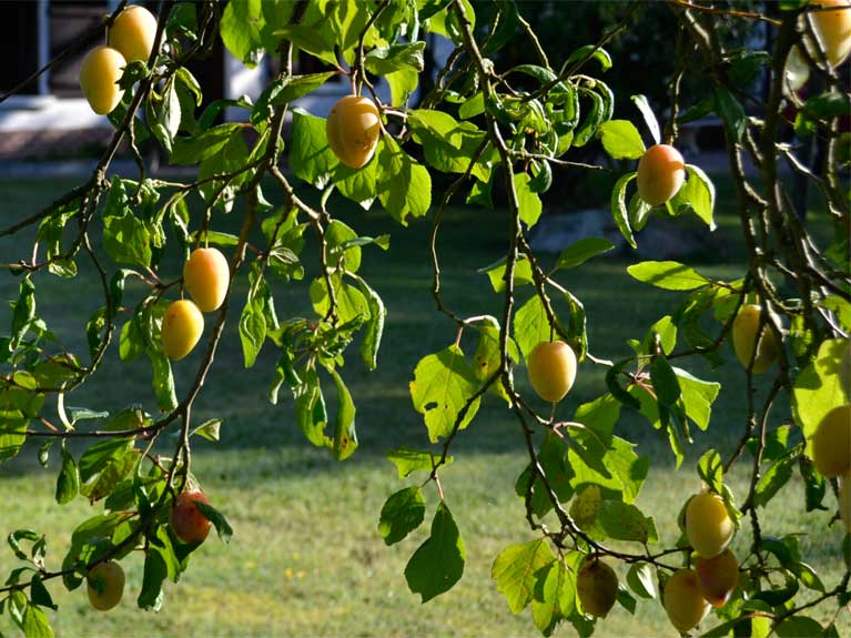 La nature en été