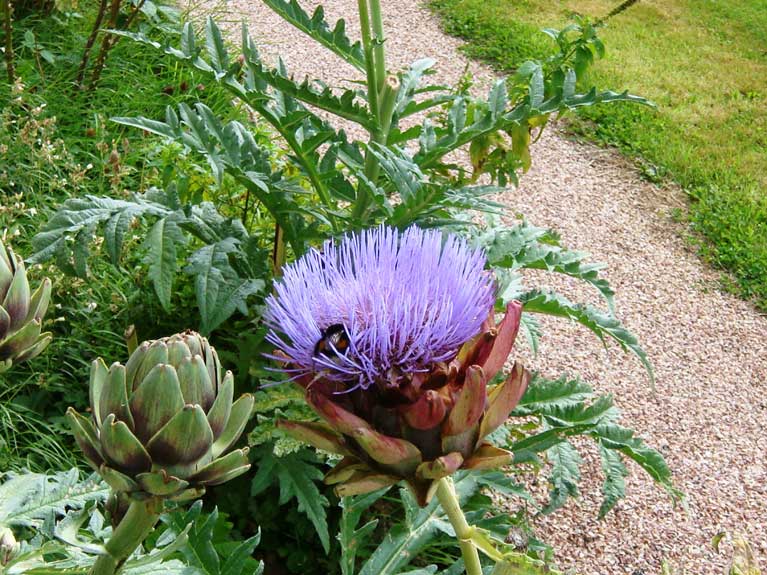 La nature en été