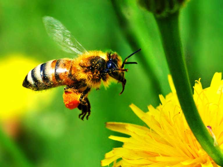 La nature en été