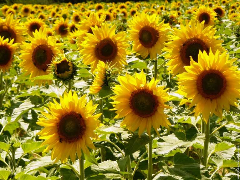 La nature en été