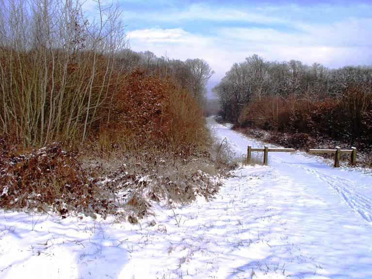 La nature en hiver