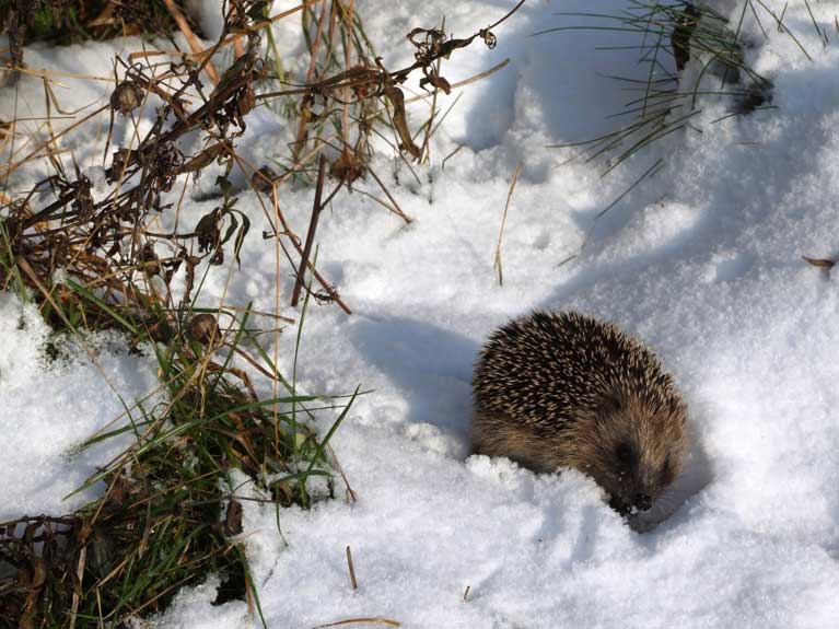 La nature en hiver