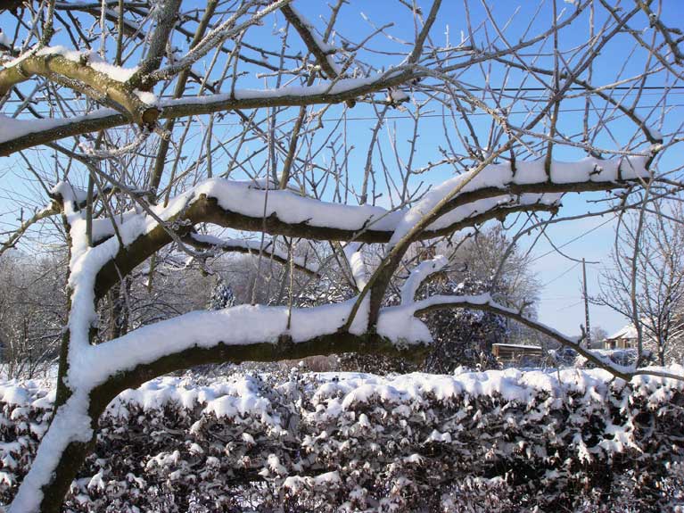 La nature en hiver