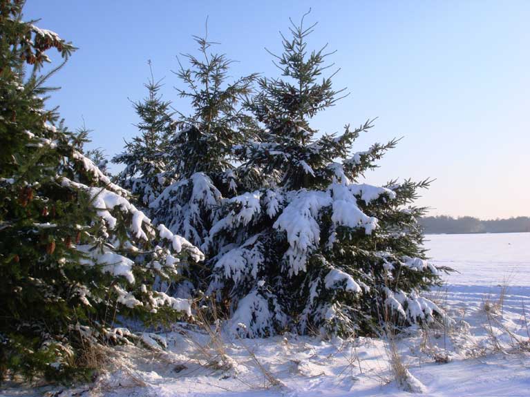 La nature en hiver